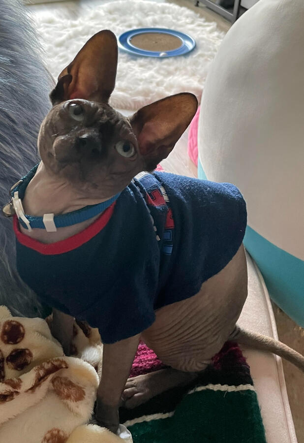 THE BOI (Mr. Strudel Bigglesworth.....yes, that's his real name)